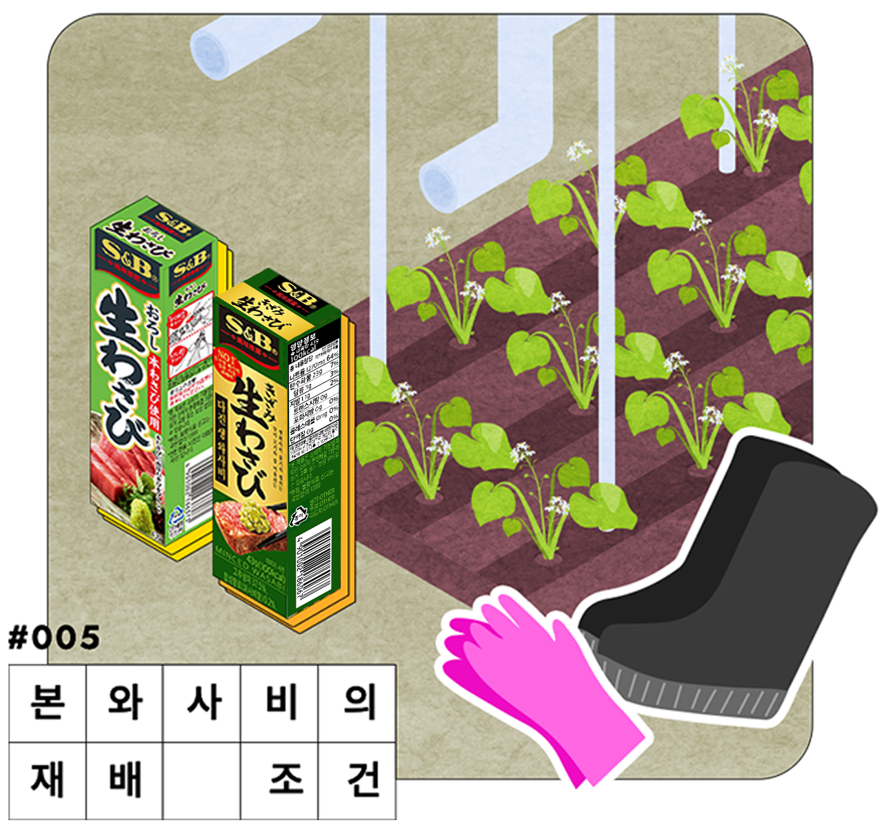 本わさびの栽培について