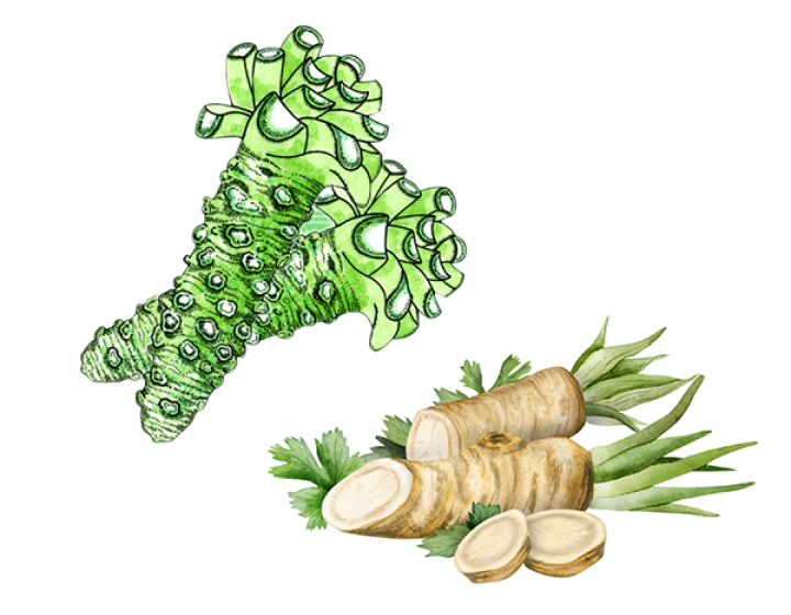 Wasabi vs Horseradish